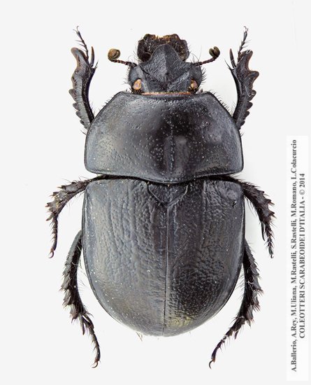 Geotrupes  douei, femmina